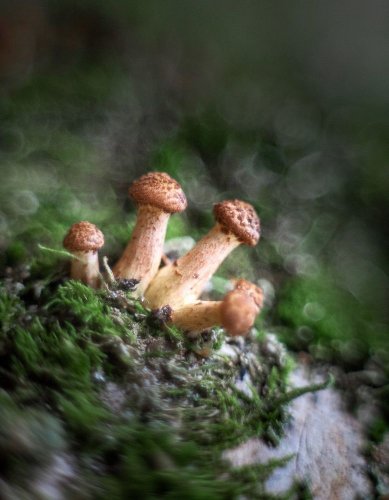 Лесные красавцы