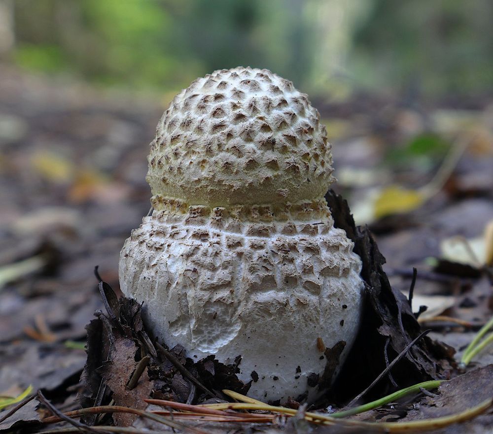 Amanita sp.