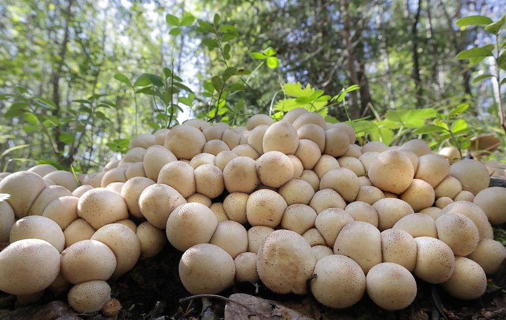 Lycoperdon pyriforme