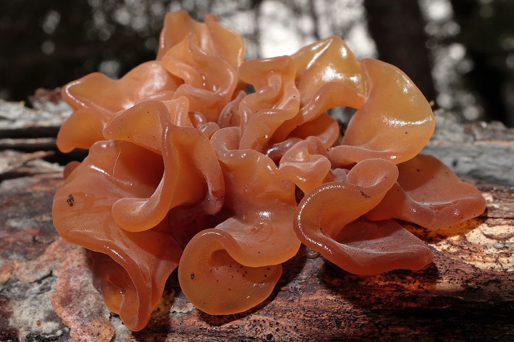Phaeotremella foliacea
