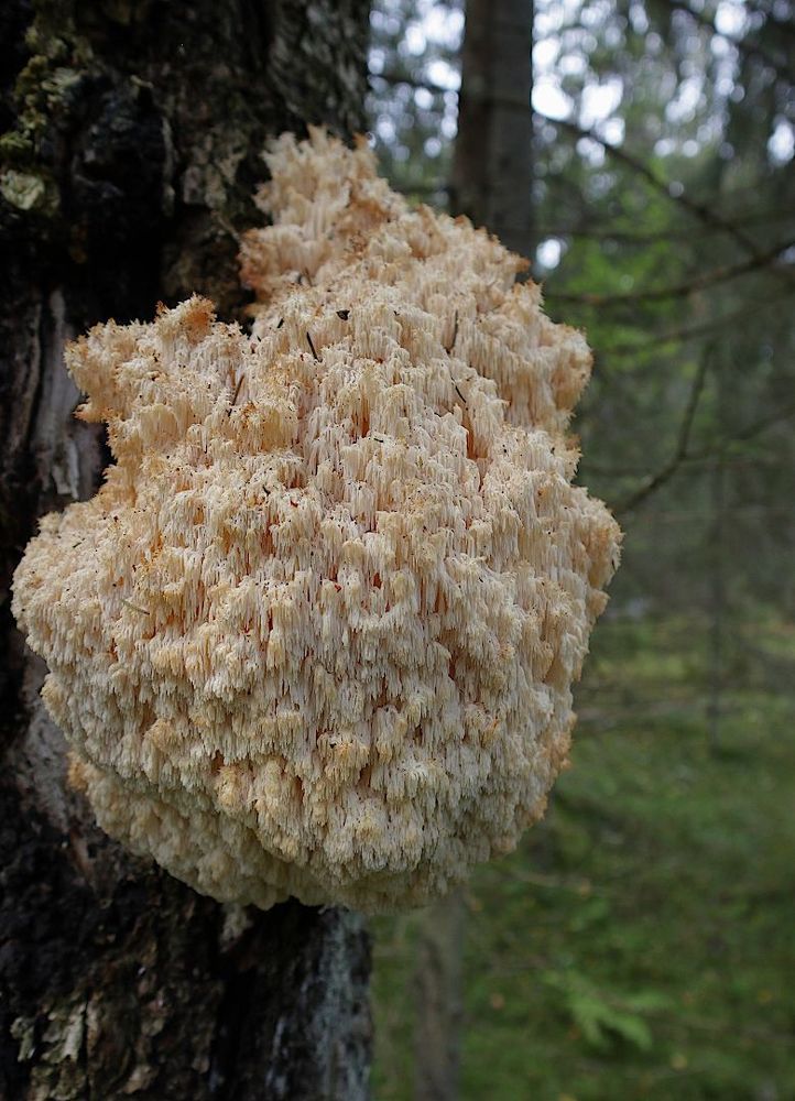 Hericium coralloides