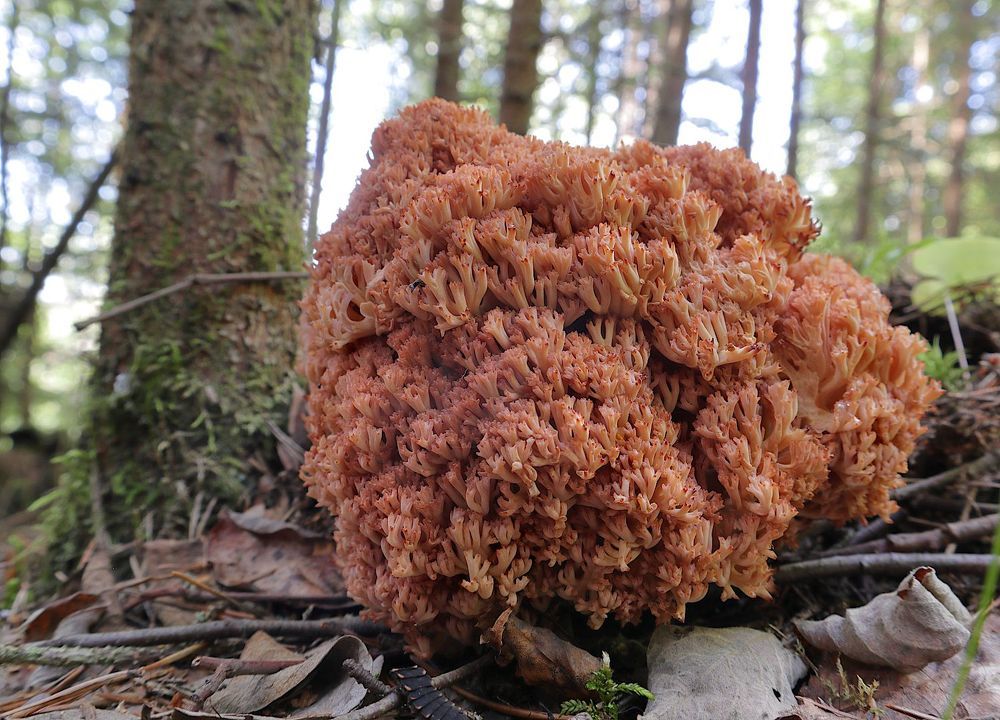 Ramaria botritis