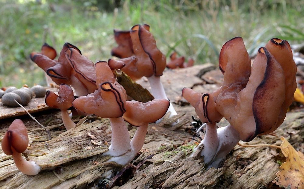Gyromitra infula