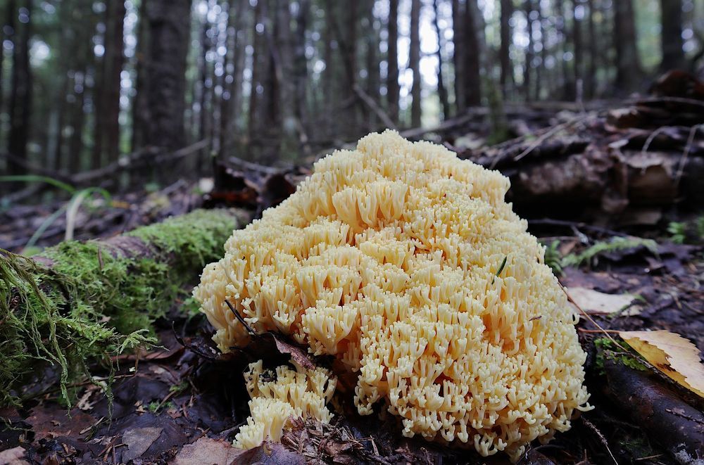 Ramaria aurea