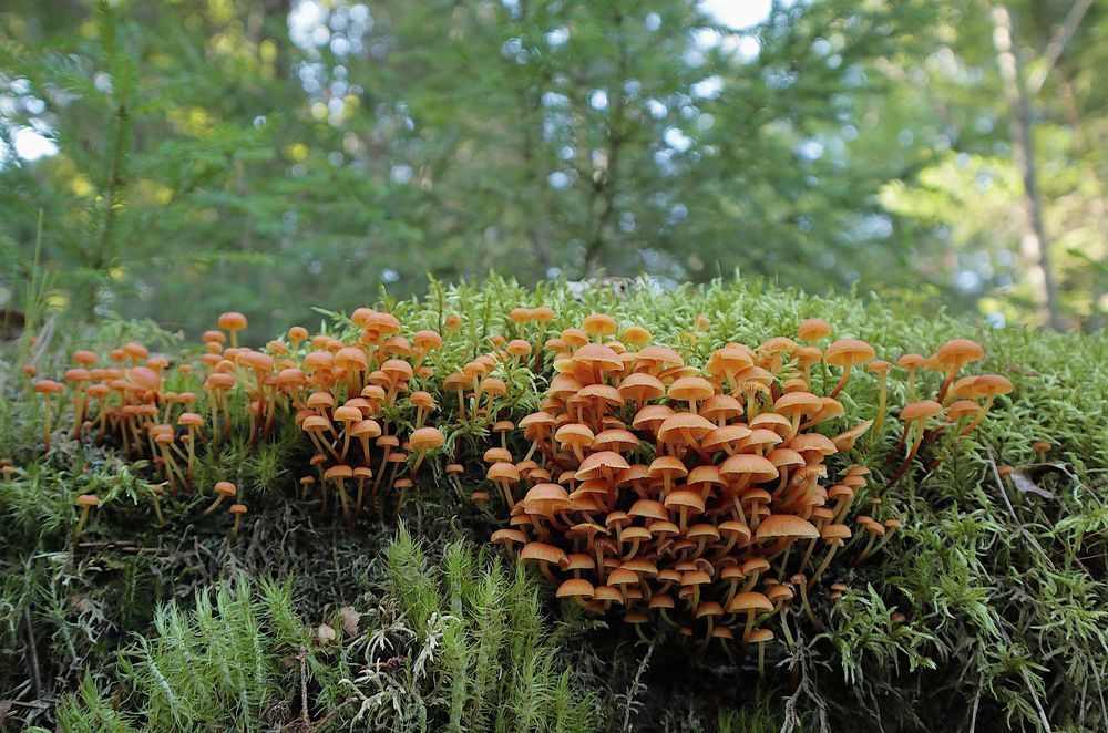 Xeromphalina campanella
