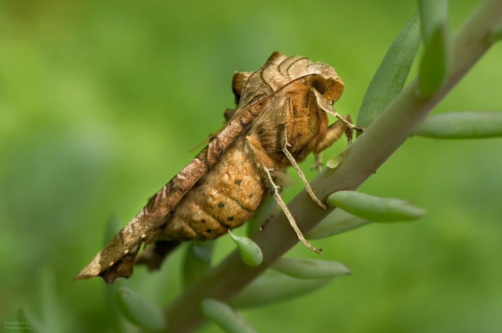 Совка Агатовая (Phlogophora meticulosa)