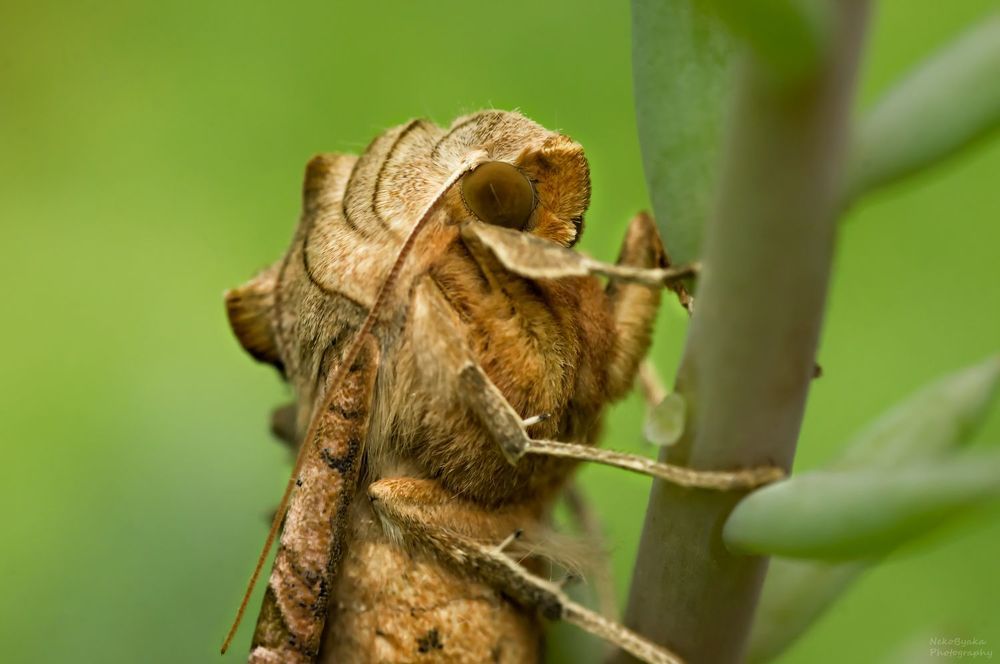 Совка Агатовая (Phlogophora meticulosa)