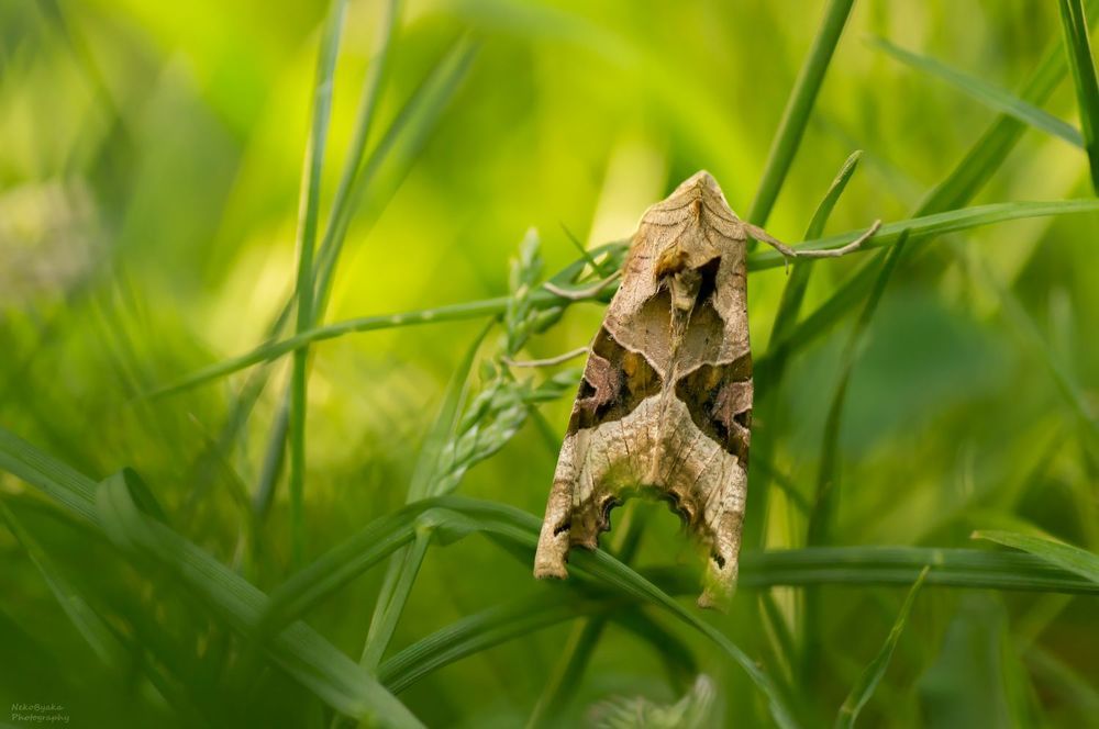 Совка Агатовая (Phlogophora meticulosa)