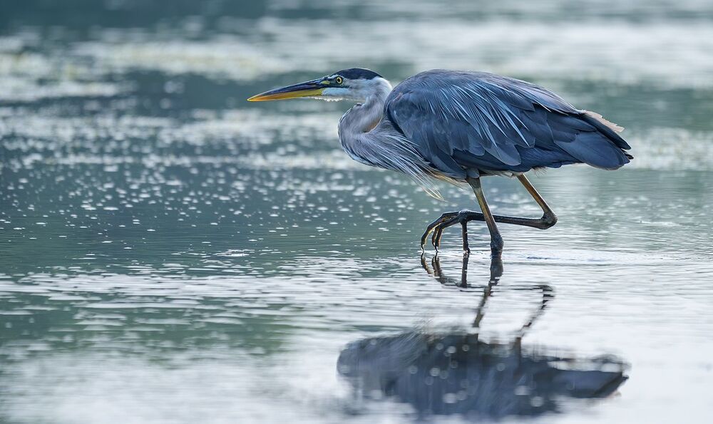 Great blue heron (juvenile) - Большая голубая цапля (подросток)