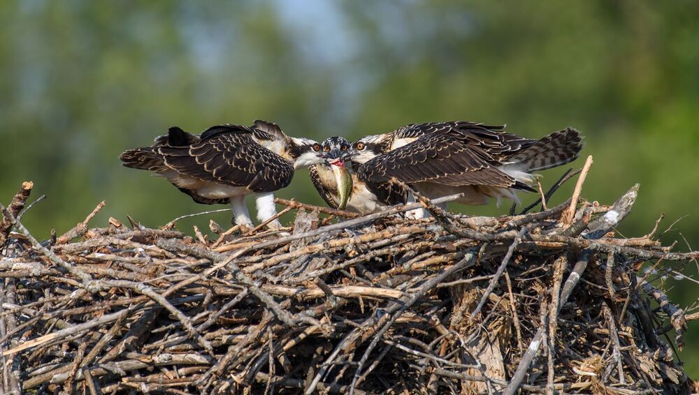 Great blue heron (juvenile) - Большая голубая цапля (подросток)
