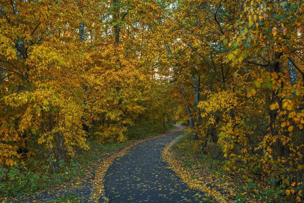 краски осени