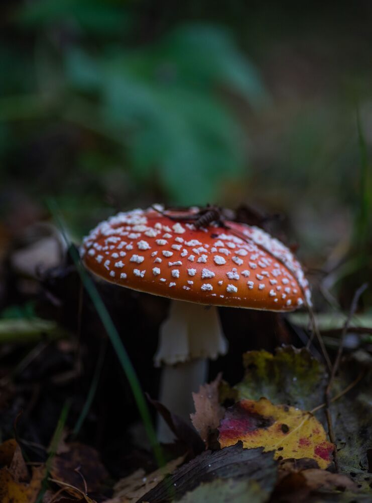 Осенние мухоморы.