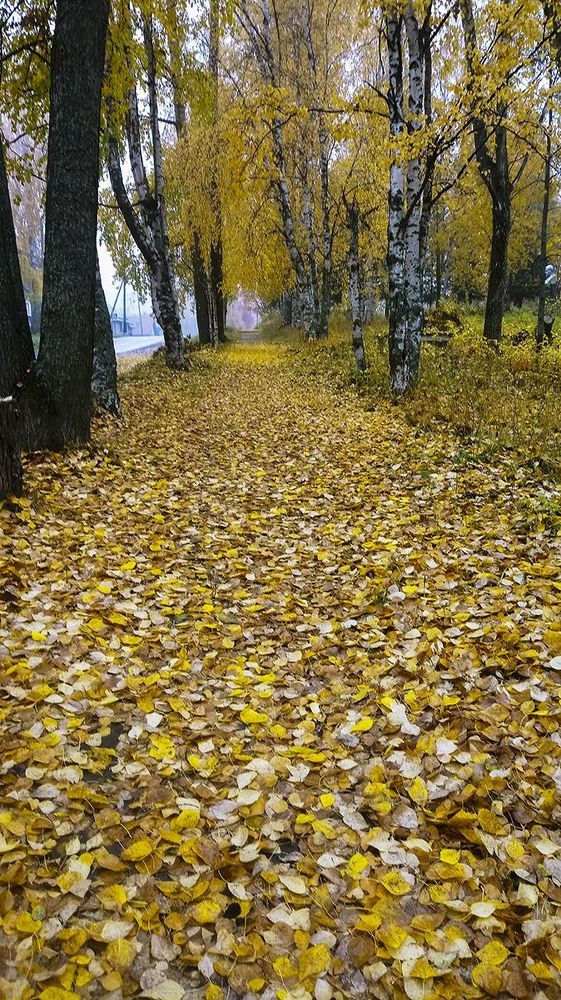 В городе Онега - красавица осень.