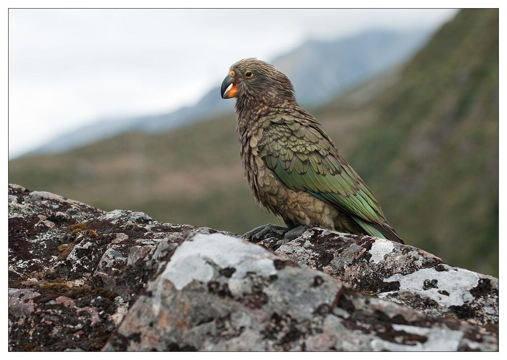 Кеа(лат. Nestor notabilis) — птица семейства попугаевых Длина тела 46 см; вес 600—1000 г. Здоровенная и наглая птица. Некоторые натуралисты считают Кеа самым умным попугаем на свете. Не сравнивал всех, но мне они показались определенно наделенными некоторым интеллектом.