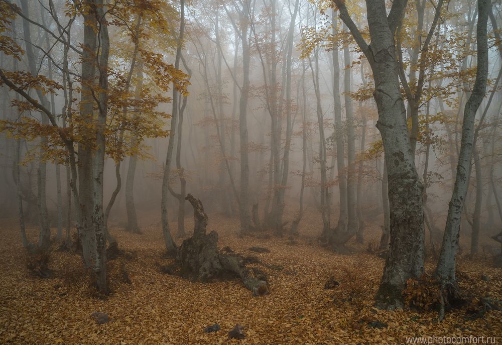 Буковые леса Крыма. Осенние туманы
