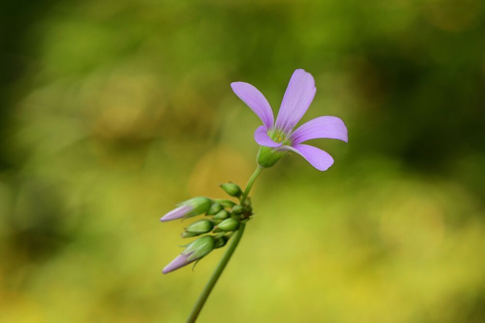 Flor