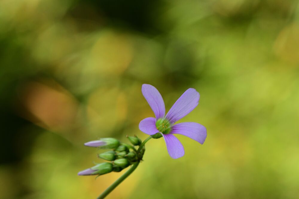 Flor