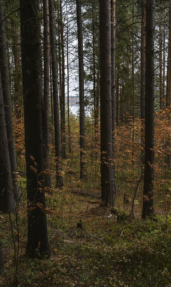 Осенний лес.