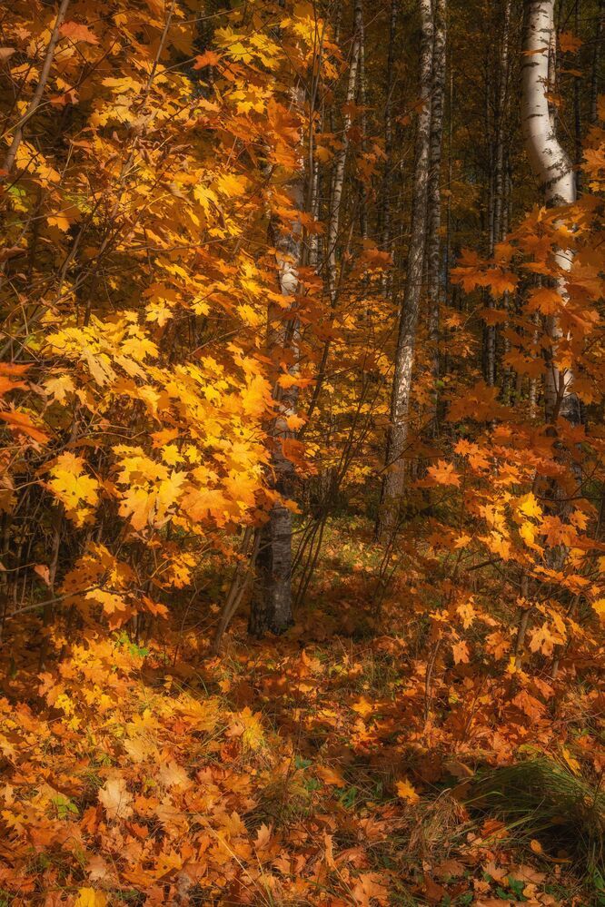 Осень