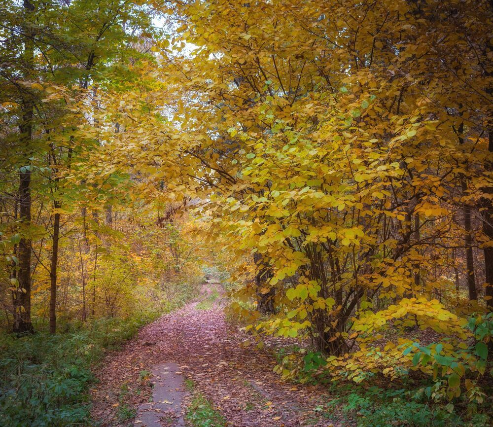 Осень