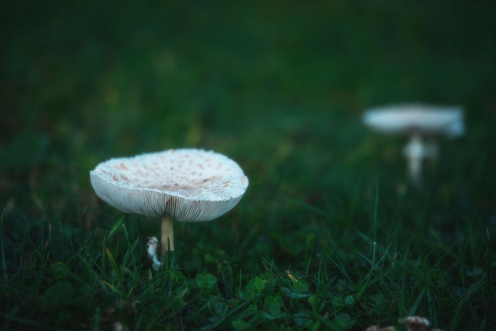 Грибная серия