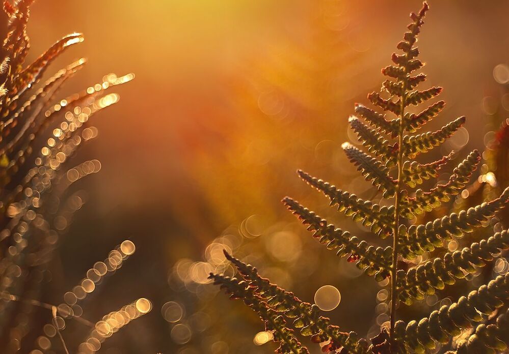 Autumn