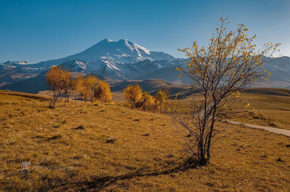 Эльбрус и золотые берёзы