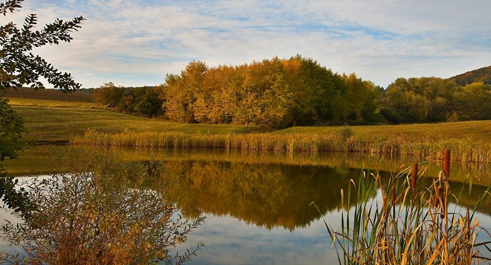 Morning on the pond