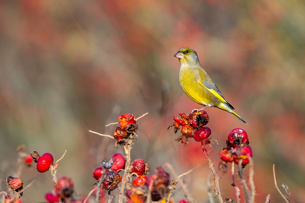 Обыкновенная зеленушка (лат. Chloris chloris).