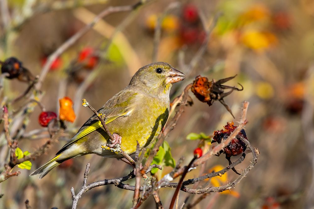 Обыкновенная зеленушка (лат. Chloris chloris).