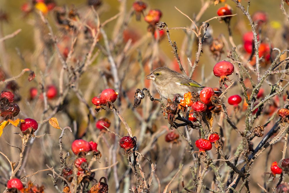 Обыкновенная зеленушка (лат. Chloris chloris).