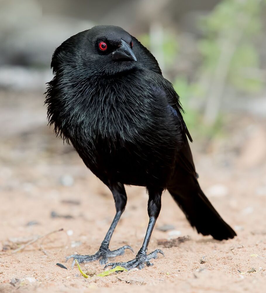 Bronzed Cowbird - Красноглазый коровий трупиал