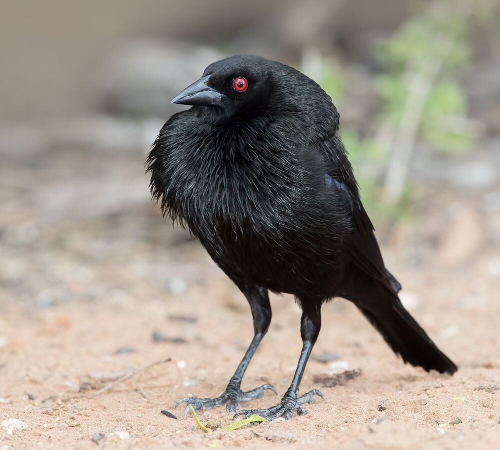 Bronzed Cowbird - Красноглазый коровий трупиал