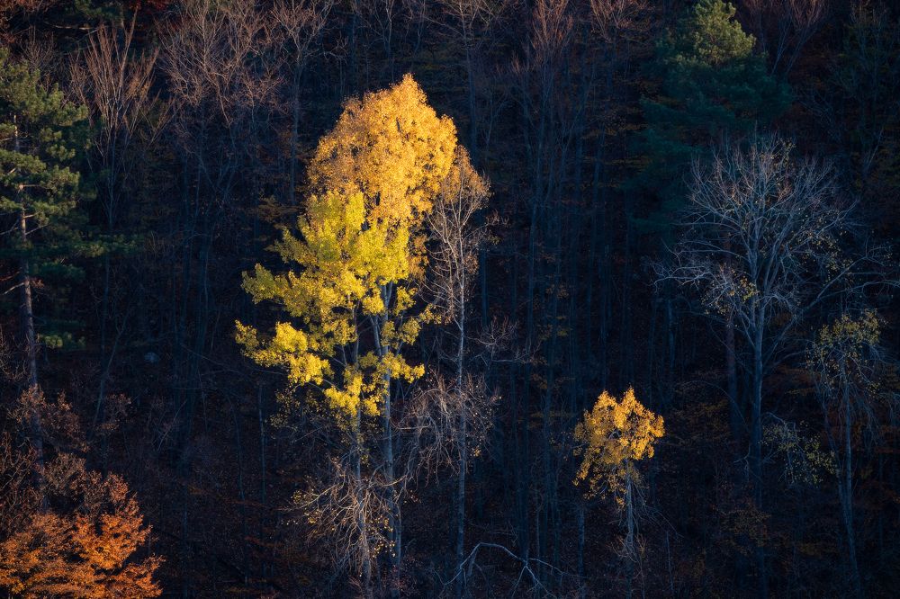 Осенние мотивы...