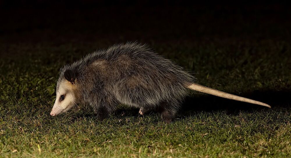 Опосcум - Opossum