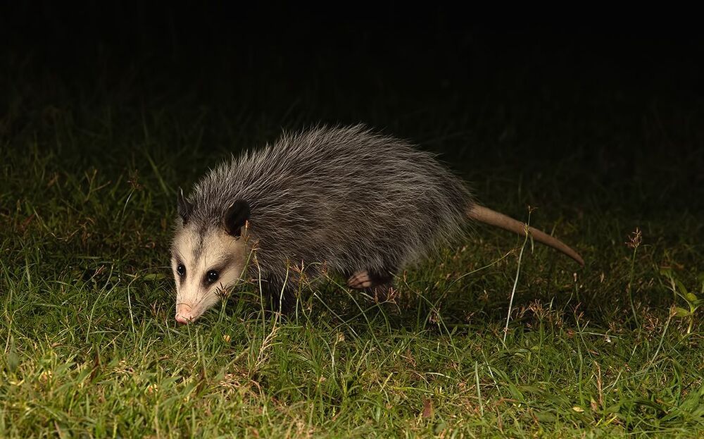 Опосcум - Opossum