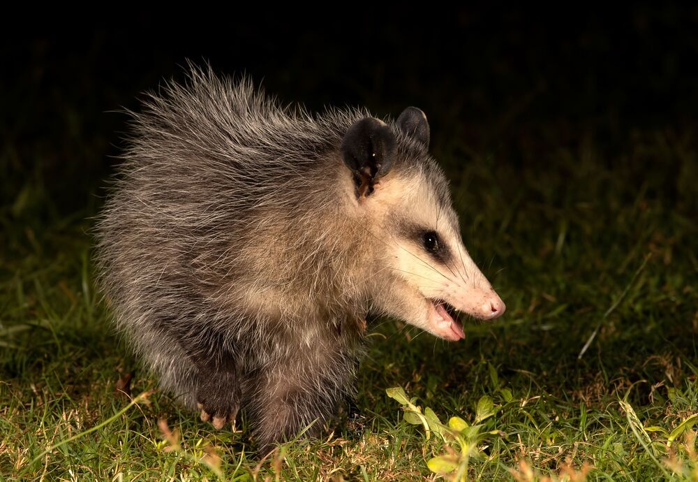Опосcум - Opossum