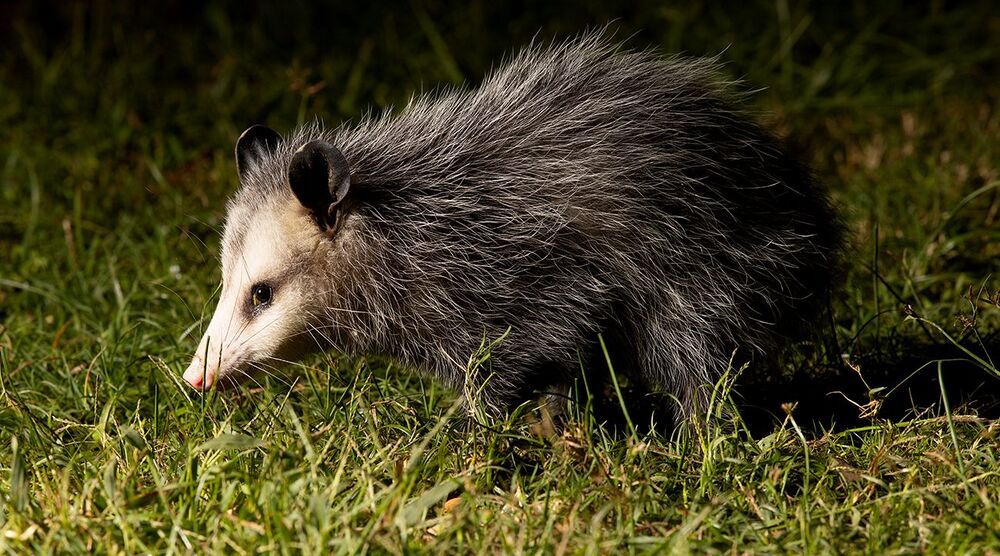 Опосcум - Opossum