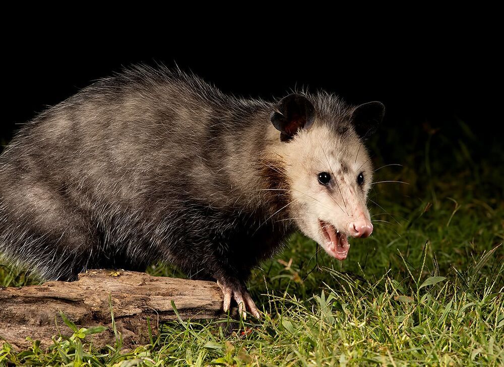 Опосcум - Opossum