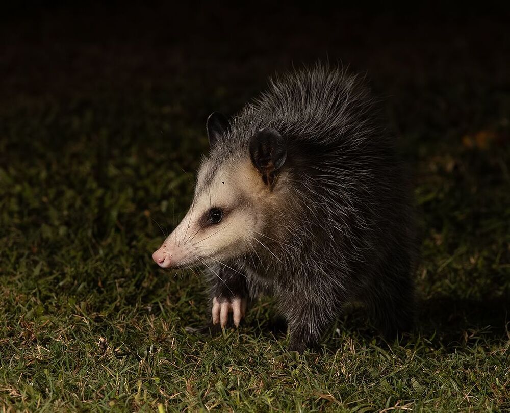 Опосcум - Opossum