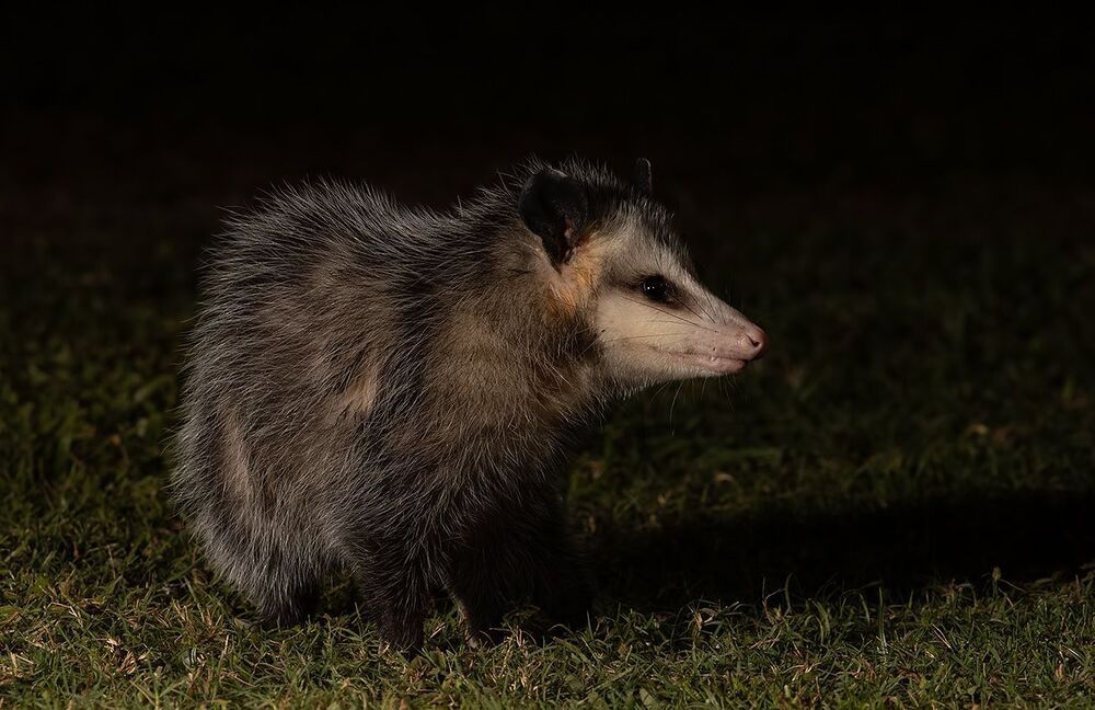 Опосcум - Opossum