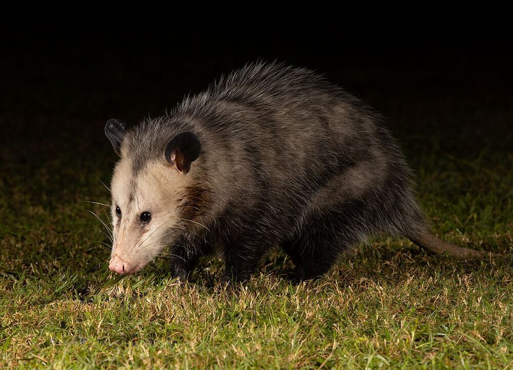 Опосcум - Opossum