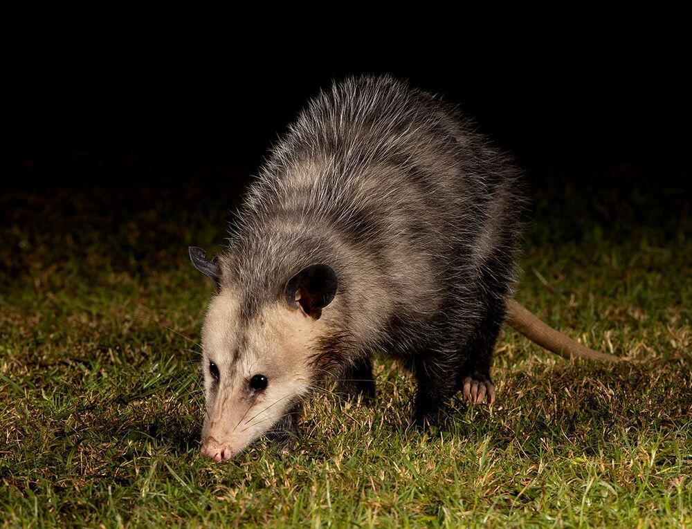 Опосcум - Opossum