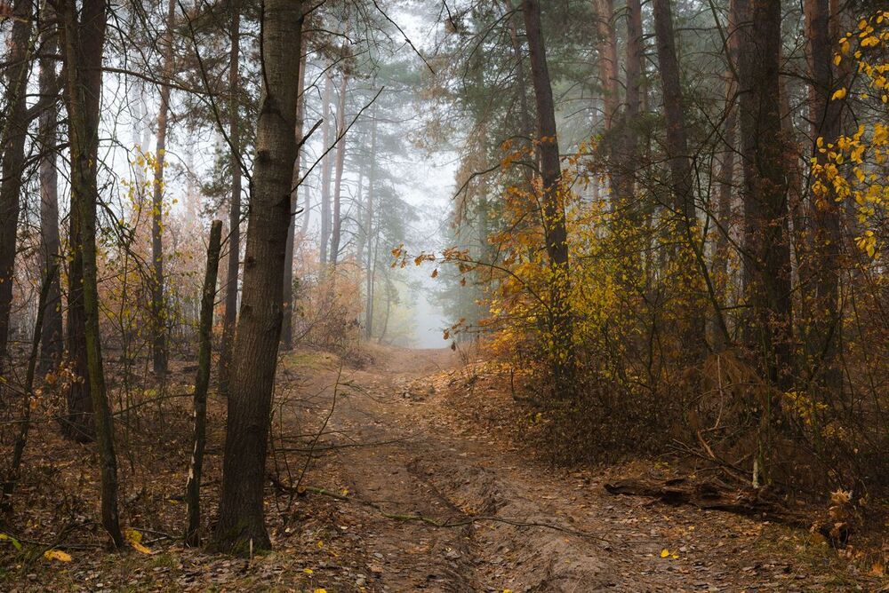 Там буреломы и коряги