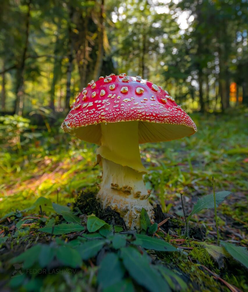 Мухомор