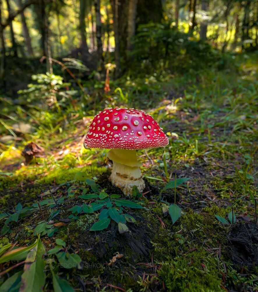 Мухомор