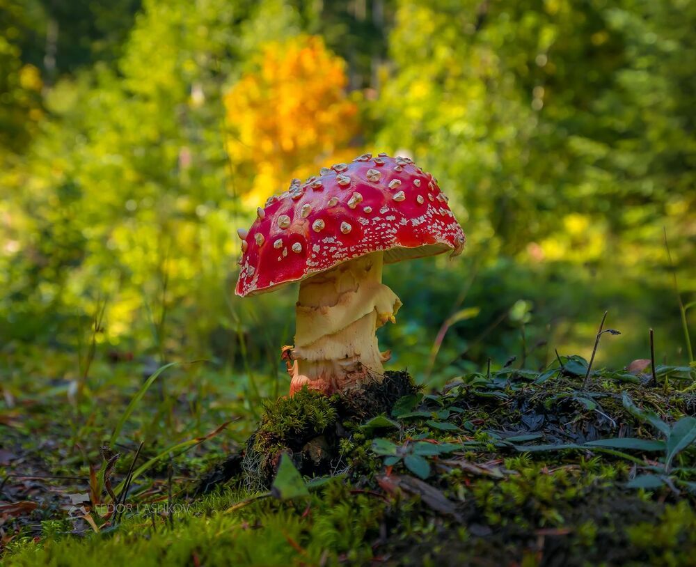 Мухомор