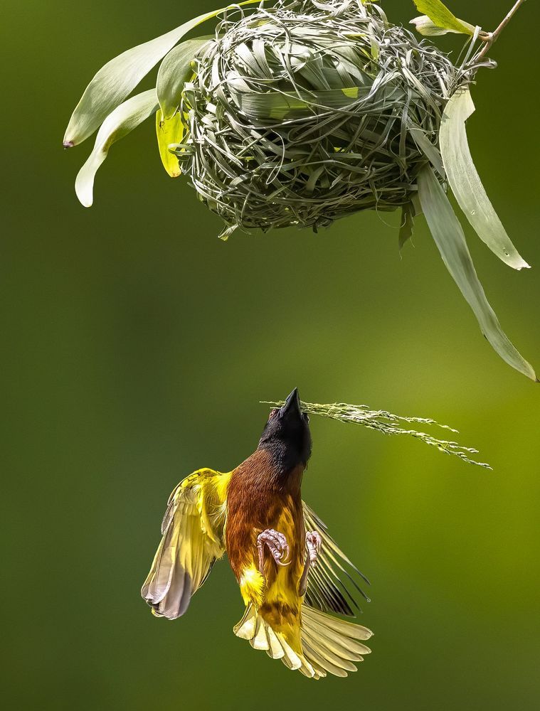 Building Nest