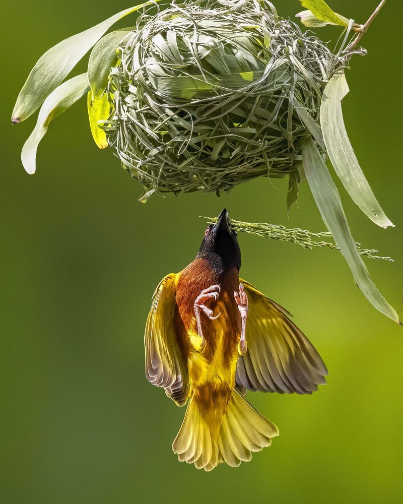 Building Nest