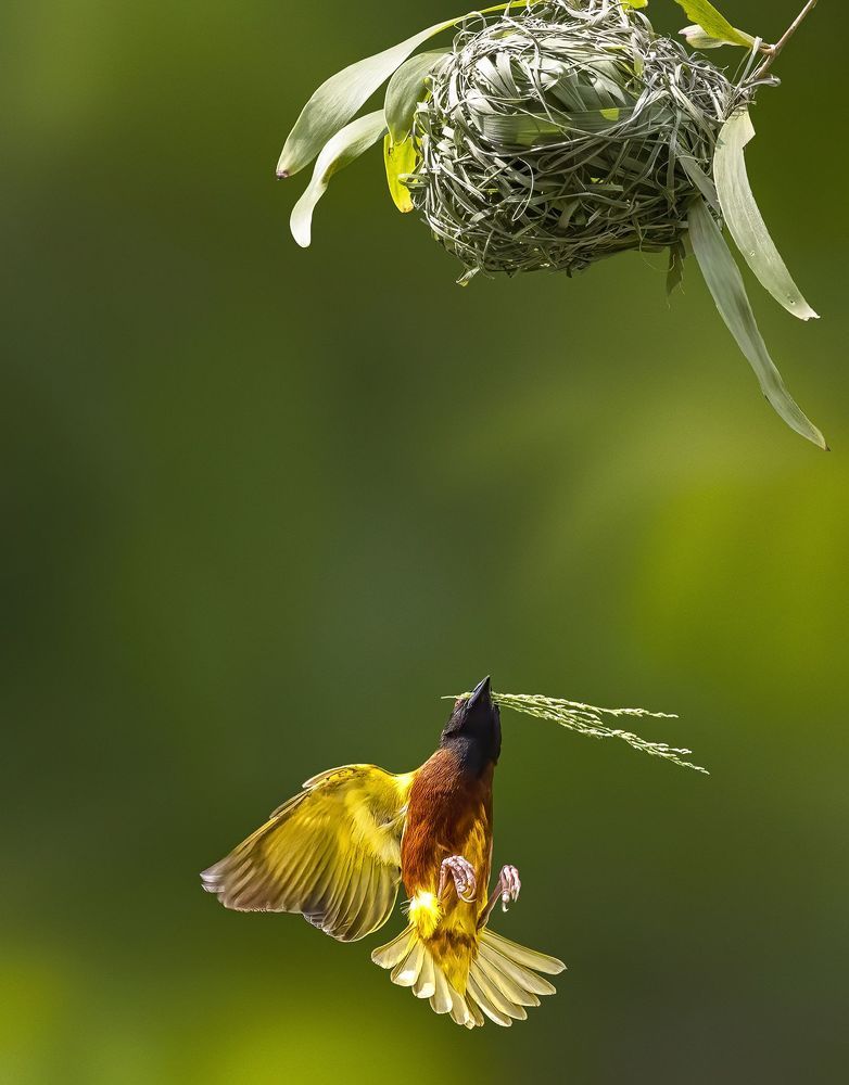 Building Nest